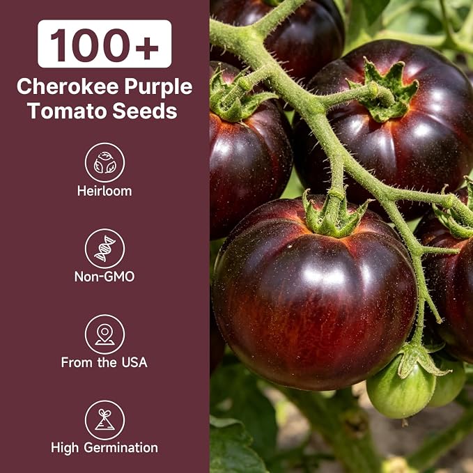 Groundio 100+ Cherokee Purple Tomato Seeds
