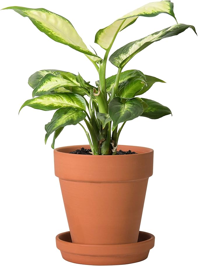 D'vine Dev Pack of 6 Terra Cotta Pots with Saucers, 5 Inch Clay Pots for Plants & Succulents, Terracotta