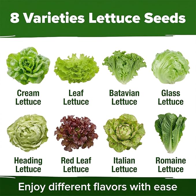 LUOJIBIE Lettuce Seeds for Planting Outdoors, Vegetable Garden Seeds, 8 Varieties Non-GMO Heirloom Lettuce Seeds (Romaine, Red Leaf, Italian, Batavian, and More) for Fresh Salad Greens (Large Pack)