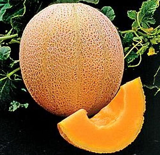 Cantaloupe Hales Best Jumbo Melon Heirloom Vegetable Seeds by Seed Kingdom (5 Lb Seeds)