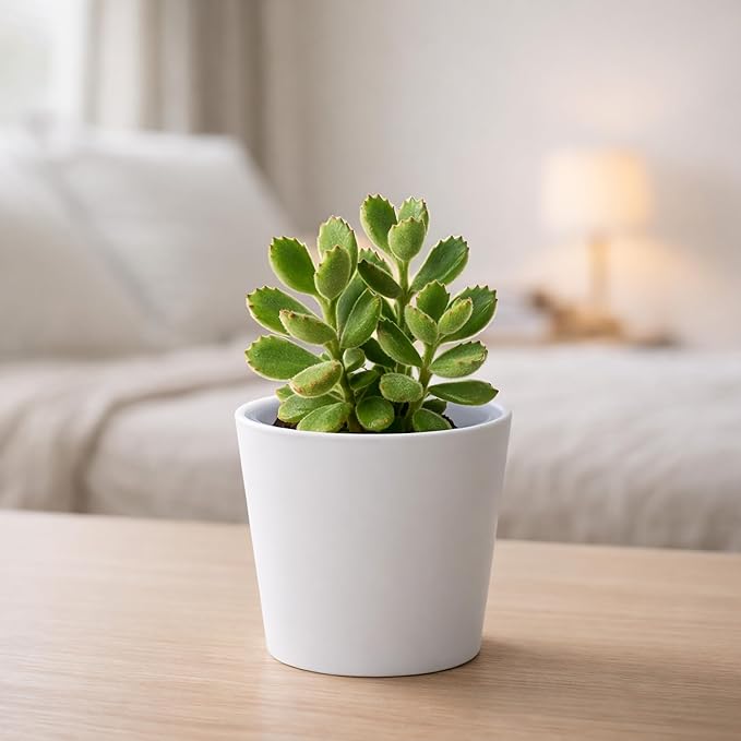 Phoenix Vine 4.5 Inch White Plastic Cachepot with Clear Nursery Pot, Decorative Lightweight Planter Cover with Transparent Inner Pot for Indoor Houseplants, Pack of 6, 24-B-D-6
