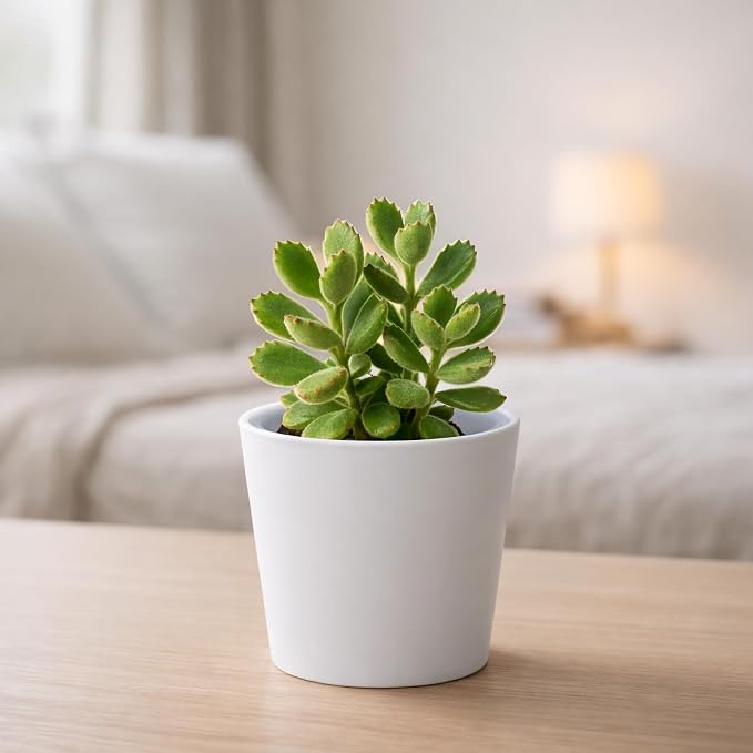 Phoenix Vine 4.5 Inch White Plastic Cachepot with Clear Nursery Pot, Decorative Lightweight Planter Cover with Transparent Inner Pot for Indoor Houseplants, Pack of 2, 24-B-D-2