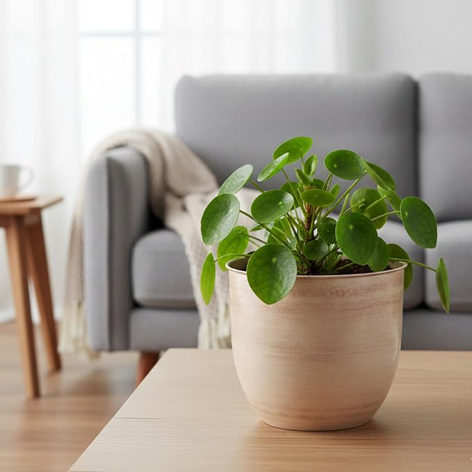 Bloem Canyon 10" Indoor Metal Cachepot - Glossy Decorative Planter with Powder-Coated Finish, Removable Drain Plug, Cream