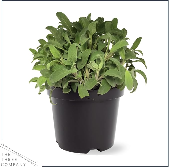 Live Herb - Sage (4 Per Pack), Aromatic and Health Enhancer, Supports Memory and Brain Health, 8" Tall by 4" Wide in 1 Pint Pot