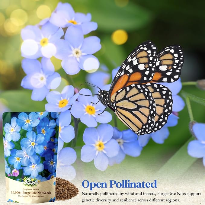 10,000+ Forget-Me-Not Seeds Bulk for Planting - Cynoglossum amabile Blue Flower Seeds, Large Pack for Cottage Gardens, Beds, Borders & Naturalized Areas, Pollinator Friendly