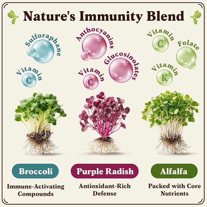 Seedboy Organic Non-GMO Sprouting Seeds, Immune System Booster - USA Grown Microgreens Mix with Broccoli, Purple Radish, Alfalfa - 8 oz Bag Makes 8 Quarts / 32 Servings (Immune System Booster Blend)