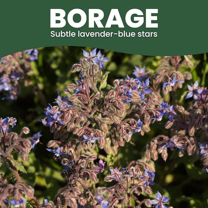 Borage – 200 Seeds for Planting – 2026 Season – 5 Gram Pouch