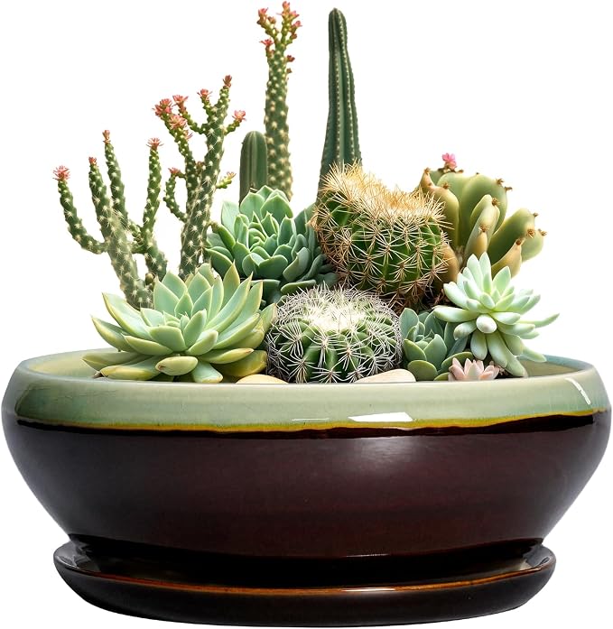 SQOWL Succulent Planters 10 Inch - Ceramic Bonsai Pots with Drainage Hole and Saucer, Shallow Indoor Planter, Round Succulent Pot, Bowl Planter Outdoor, Porch Decor, Gift for Plant Lover, Green-Brown