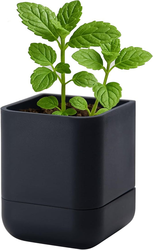 Phoenix Vine 3.5 Inch Wall Mounted Self-Watering Planter Pot for Indoor Houseplants and Herbs | Hanging Planter for Window Sills, Bathroom Walls, Home & Office Décor, Black, Set of 1, 01-A-E-1
