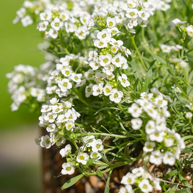 20,000+ White Sweet Alyssum Seeds for Planting - Pure White Carpet of Snow Flowers, Low-Growing Lobularia Maritima for Borders, Beds, Containers & Pollinator Gardens