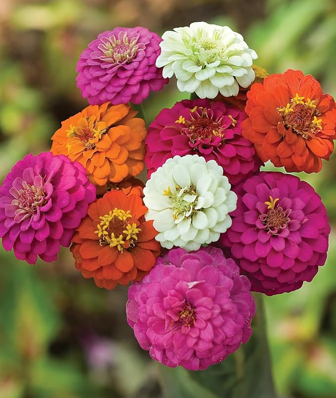 1000+ Zinnia Dahlia Seeds Flower Seeds for 2026 Planting, 0.35 Oz, 5 Varieties (Pink, Yellow, Orange, White, Purple), 10G Mixed Colors and Large Blooms, Open Pollinated - Bulk
