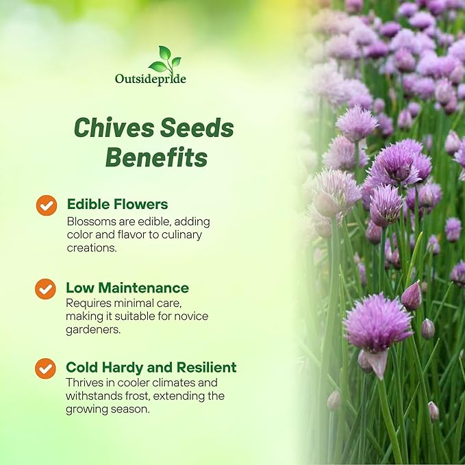 Outsidepride 1/4 lb.. Perennial Chives Herb Garden Seeds for Microgreens, Sprouts, & Cooking