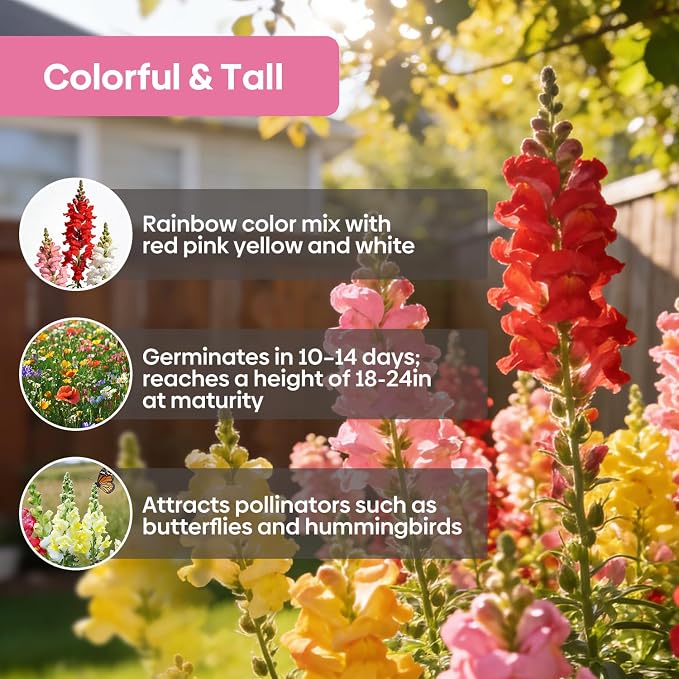 Groundio Mix Snapdragon Seeds Tetra, 1500+ Vibrant Perennial Snapdragons Mixed Colors, Annual Wildflower Seeds, Ideal for Garden, Containers (Antirrhinum Majus)