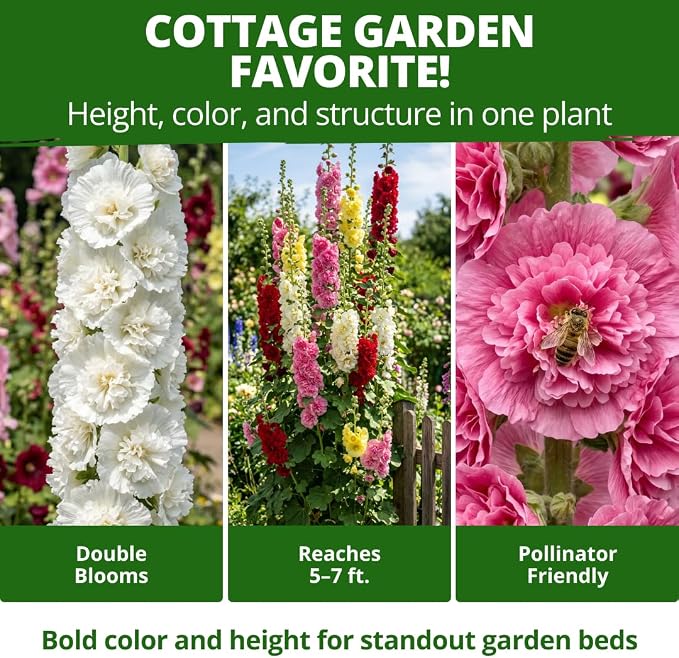 HOME GROWN Hollyhock Summer Carnival Mix Flower Seeds – Alcea Rosea, Premium Annual Flower Seeds, 3000 Seeds for Planting Flowers, High-Germination Flower Seed Bulk Pack