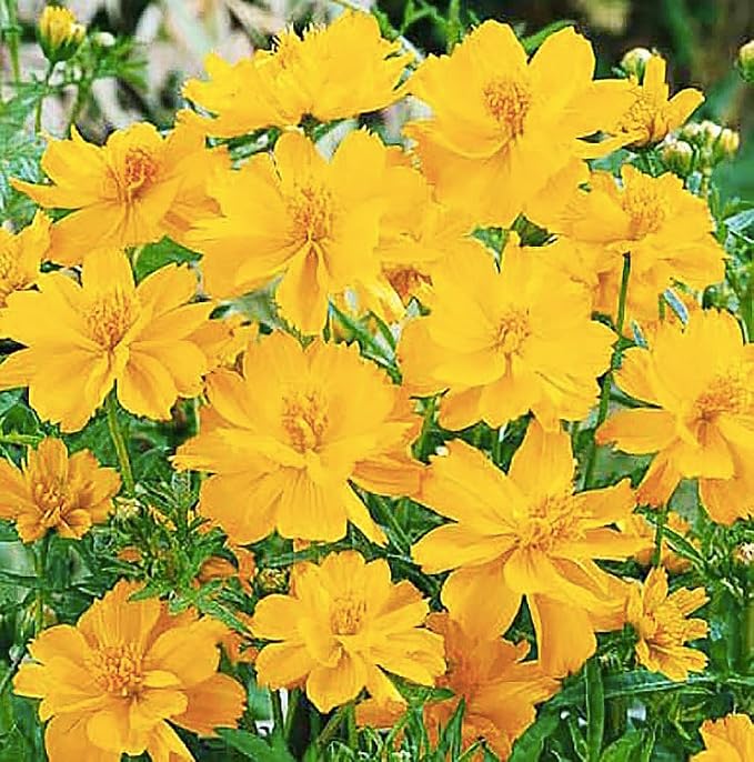 Tall Yellow Sulphur Cosmos Seeds - Good Results in All Zones - 4 Feet Tall