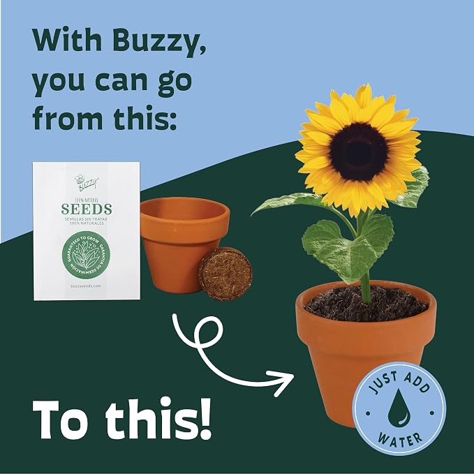 BUZZY Seeds Sunflower Grow Kit, Bulk 20-Pack - Mini Terracotta Pot Grow Set - Complete Indoor/Outdoor Gardening Kit with Seeds, Coconut Husk Growing Medium & Genuine Pots - 100% Grow Guarantee