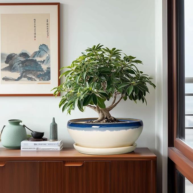 SQOWL Bonsai Tree Pots, 12 Inch Ceramic Succulent Planters, Blue-Beige | Large Bonsai Pot with Drainage Hole and Tray, Shallow Planter Indoor, Bowl Round Planter, Home Decor, Plant Lover Gifts
