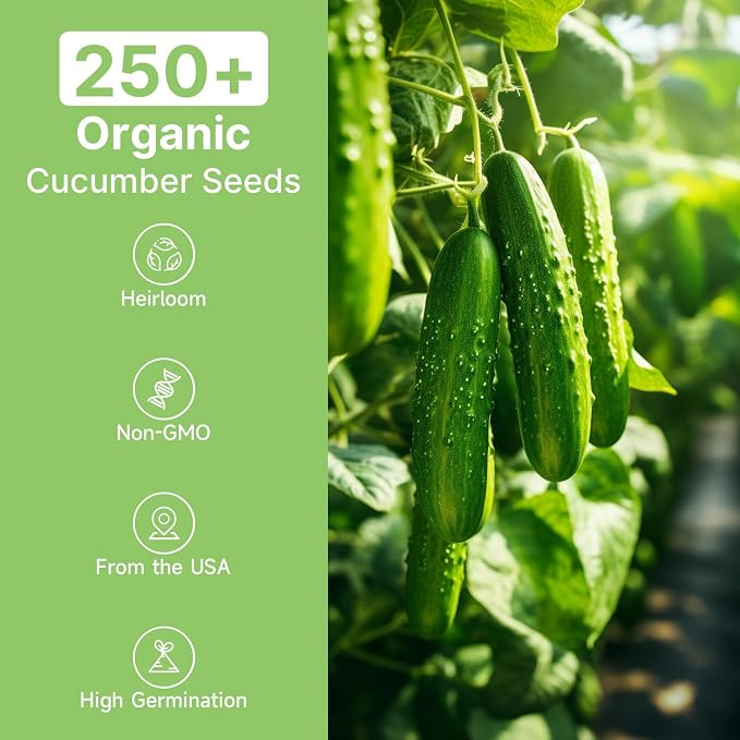 Groundio Marketmore Cucumber Seeds | Organic Heirloom Non-GMO | High Germination | Hardy Slicing Cucumbers for Trellis & Raised Beds (Cucumis sativus)