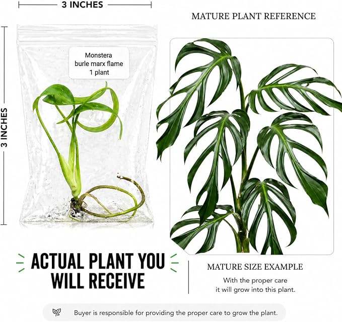 Monstera Burle Marx Flame Tissue Culture Starter Plant, Tropical Plants Live Houseplants for Collectors, Live Plants for Indoor Garden