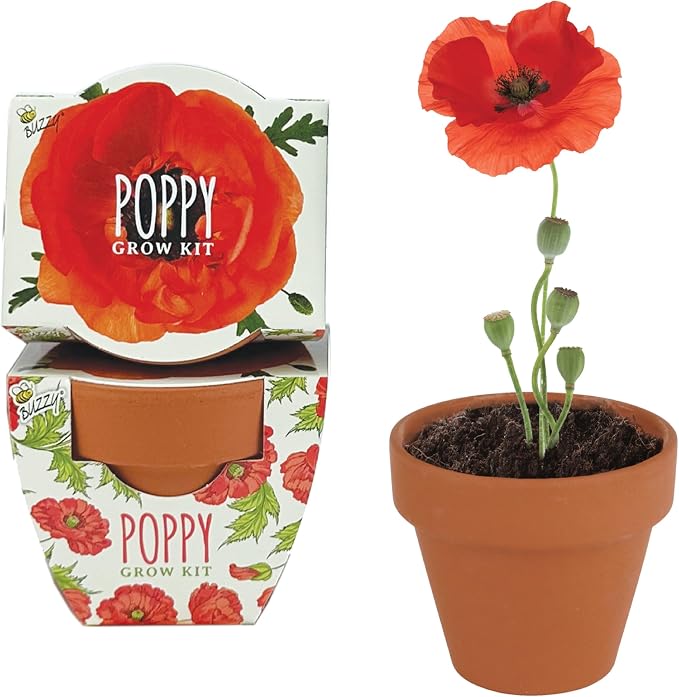 BUZZY Seeds Poppy Grow Kit 12-Pack - Mini Terracotta Pot Grow Set - Complete Indoor/Outdoor Gardening Kit with Seeds, Coconut Husk Growing Medium & Genuine Pots - 100% Grow Guarantee
