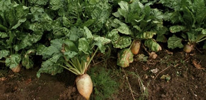 1Lb Sugar Beet Food Plot 10,000 Seeds Bulk Excellent Deer Food Plot