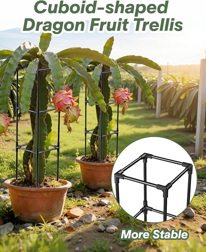2PCS Dragon Fruit Trellis for Climbing Plants Indoor Outdoor, Heavy Duty Metal Adjustable Vertical Garden Support for Indoor Outdoor Potted Plants, Tomato, Cactus, Roses,Vines(10 * 10 * 47inch,2PC)