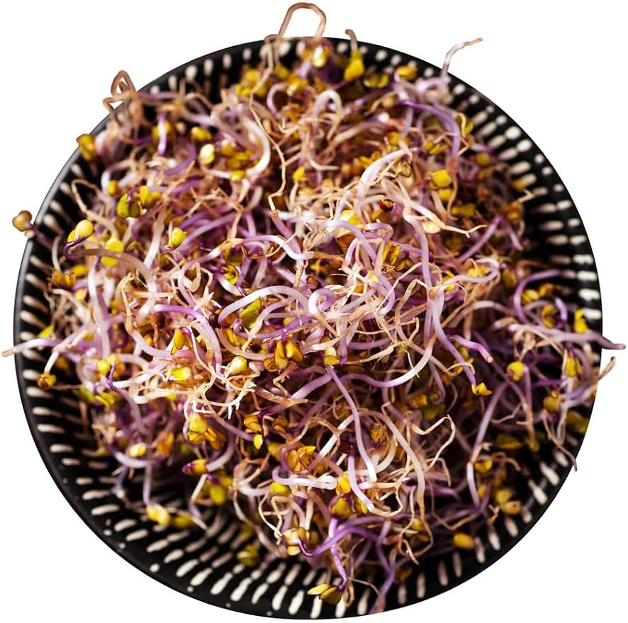 Todd's Seeds Red Russian Kale Seed - 1 Pound