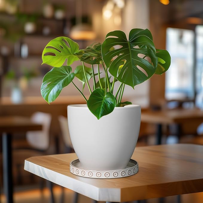 Eightpot Plant Tray for Pots - Ceramic Plant Saucer for Indoors Outdoors 7.5 Inch Plant Water Catcher Tray Plant Drainage Dray Decorative Flower Pot Saucer Plant Plates to Catch Water, Cream White