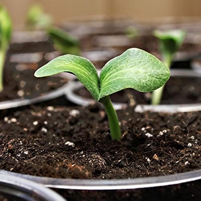 Coast of Maine Organic & Natural Sprout Island Blend Seed Starter - Seed Germination & Root Plant Cuttings w/Composted Manure, Mycorrhizae, Worm Castings & Kelp - Enhanced Drainage (2 cu ft)