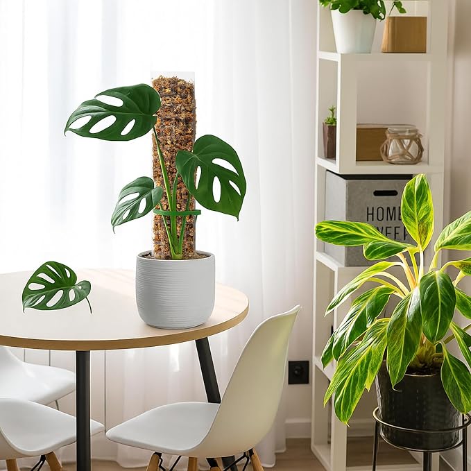 EOX 4 Pcs 15 Inch Plastic Moss Pole for Monstera, D Shaped Poles for Climbing Plants Work with Sphagnum Moss, 56 Inch Plant Stake Set of 4, Garden Ties