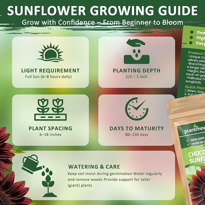 600+ Sunflower Seeds for Planting – Chocolate Cherry Sunflower Seeds, Deep Red Blooms Ornamental Variety, Open Pollinated, Easy to Grow Flower Seeds for Garden, Outdoor Planting & Landscaping 0.7 Oz