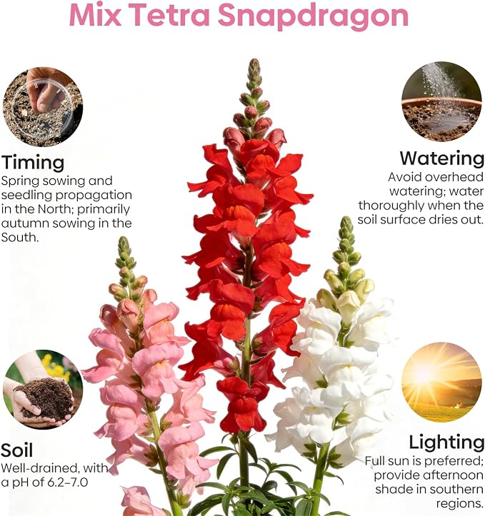 Groundio Mix Snapdragon Seeds Tetra, 1500+ Vibrant Perennial Snapdragons Mixed Colors, Annual Wildflower Seeds, Ideal for Garden, Containers (Antirrhinum Majus)