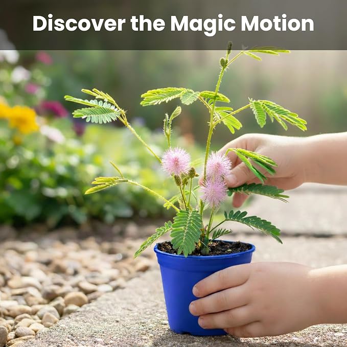 TickleMe Plant Deluxe Family Greenhouse Kit - Grow the Playful Plant that Closes Its Leaves When Tickled! Includes Mini Greenhouse, 3 Seed Packets, Soil Pellets & Pots - Fun Indoor Gardening Gift