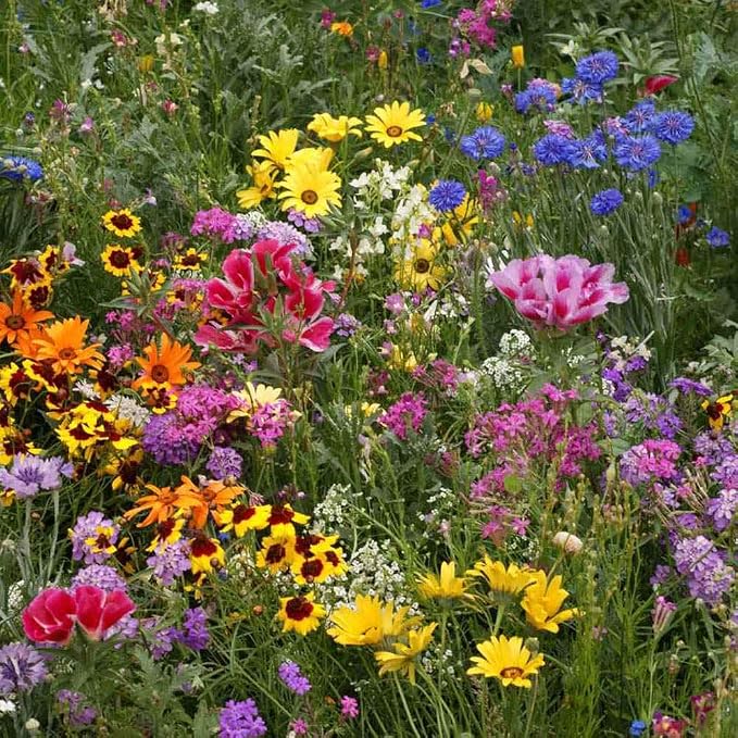 Outsidepride Low Growing Wildflower Seeds - 5 lbs Dwarf, & Short, Diverse Perennial & Annual Wild Flower Seed Mix with Long Bloom Season for Colorful Display that Thrives on All States