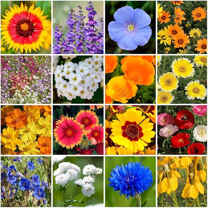Park Seed Grow Your Own Vibrant Annual and Perennial Wildflower Garden Mixture, Easy to Grow Varieties for Pollinators and Spring Gardens - Dry Places Mix, 50 lbs
