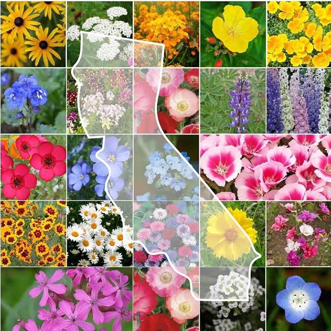 Eden Brothers California Wildflower Mixed Seeds for Planting, 1/4 lb, 120,000+ Seeds with Black Eyed Susan, Shasta Daisy | Attracts Pollinators, Plant in Spring or Fall, Zones 3, 4, 5, 6, 7, 8, 9, 10