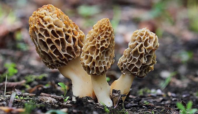Morel Mushrooms Spores - Heirloom - GMO Free