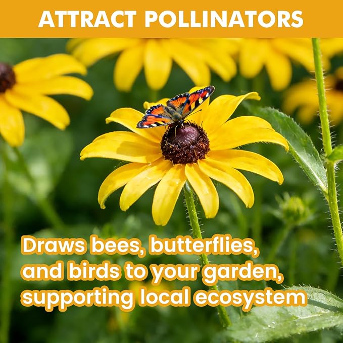 48000+ Black Eyed Susan Seeds for Planting, Perennial Wildflower Seeds for Pollinator Gardens, Heirloom Flower Seeds to Plant Outside & Inside, Borders, Containers, Rudbeckia hirta