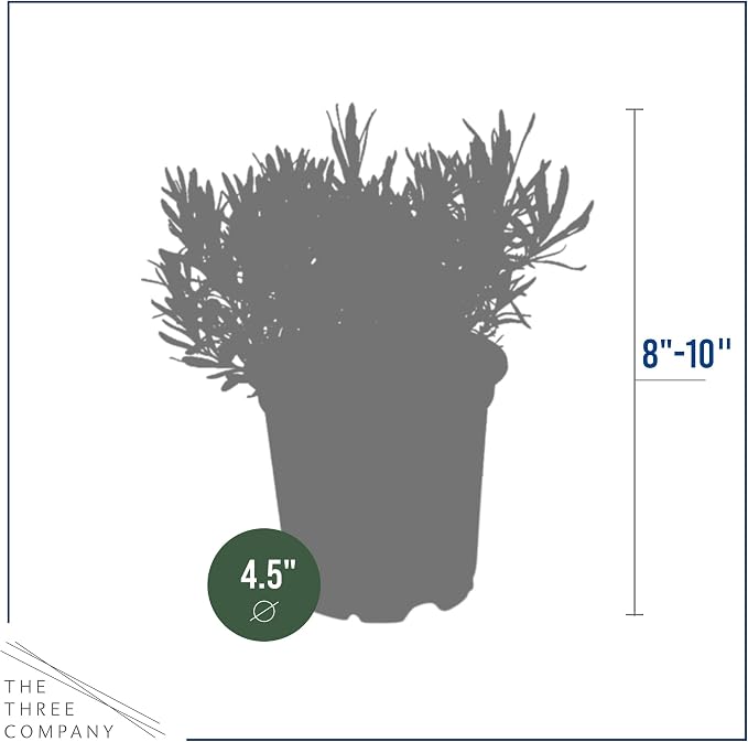 Live Herb - Lavender (4 Per Pack), Aromatic and Health Enhancer, Natural Sleep and Stress Relief, 6" Tall by 4" Wide in 1 Pint Pot