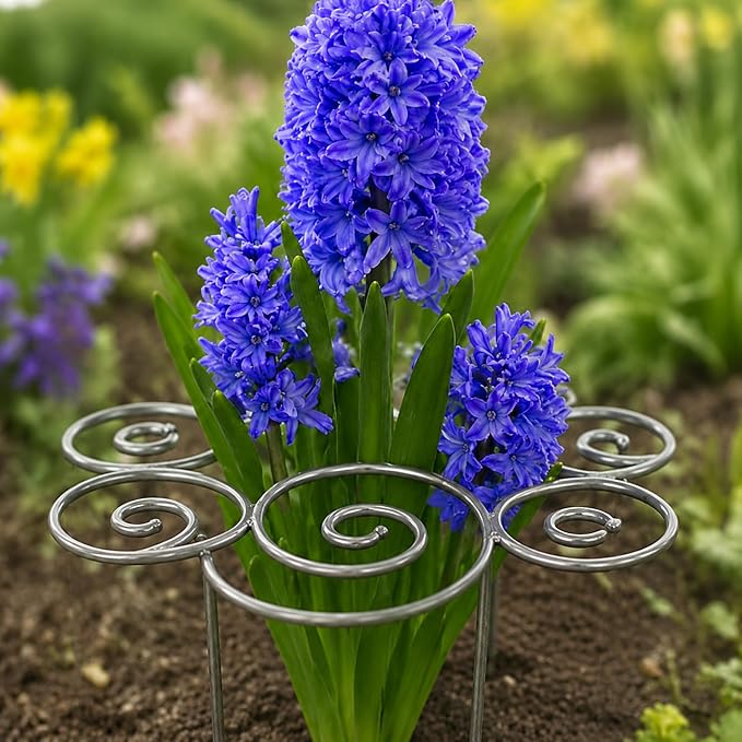 Metal Plant Support Ring for Garden, Heavy Duty Rustproof Flower Support Stakes for Top Heavy Plants, Decorative Outdoor/Indoor Grow Through Cage for Peony, Tomato, Clump-Forming Flowers (Medium)