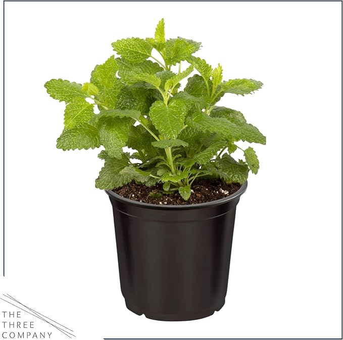 Live Herb - Lemon Balm (4 Per Pack), Aromatic and Health Enhancer, Naturally Reduces Stress and Improves Air Quality, 8" Tall by 4" Wide