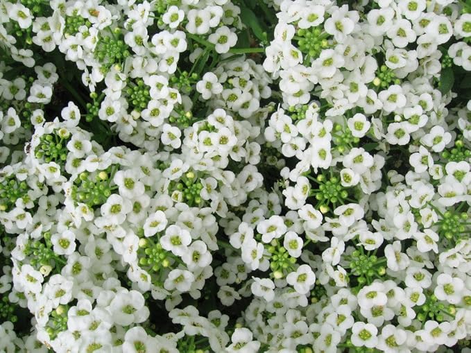 Alyssum Carpet of Snow Nice Garden Flower By Seed Kingdom 2,000 Seeds