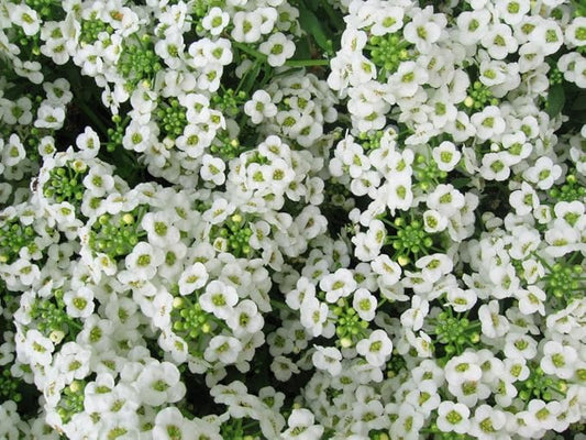 Alyssum Carpet of Snow Nice Garden Flower By Seed Kingdom Bulk 1 Lb Seeds