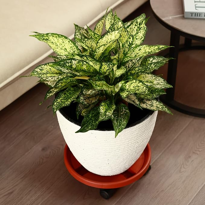 3 Pakcs Large Plant Caddy with Wheels 15.8" Rolling Plant Stands Heavy-duty Plastic Plant Roller Base Pot Movers Plant Saucer on Wheels Indoor Outdoor Plant Dolly with Casters Planter Tray Red