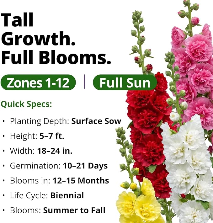 HOME GROWN Hollyhock Summer Carnival Mix Flower Seeds – Alcea Rosea, Premium Annual Flower Seeds, 3000 Seeds for Planting Flowers, High-Germination Flower Seed Bulk Pack
