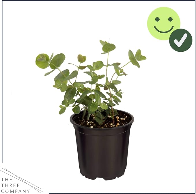 Live Herb - Eucalyptus (4 Per Pack), Aromatic and Health Enhancer, Natural Air Purifier, 10" Tall by 3" Wide