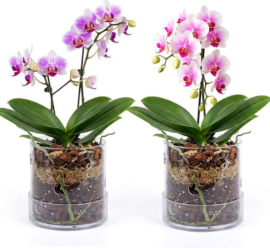 2 Pcs 4 Inch Clear Acrylic Orchid Planter Pot with 360° Round Holes & Tray, Thick Acrylic Vented Planter for Phalaenopsis, Root Airflow, Bottom Watering & Indoor Orchid Repotting