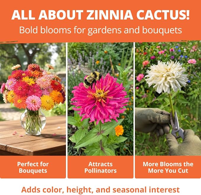 HOME GROWN Zinnia Cactus Mix Seeds – 2000 Heirloom Non-GMO Flower Seeds for Spring 2026 Planting Outdoors, Large Cactus Blooms, Tall Cut Flower Garden, USDA Zones 3–10 (Zinnia elegans)