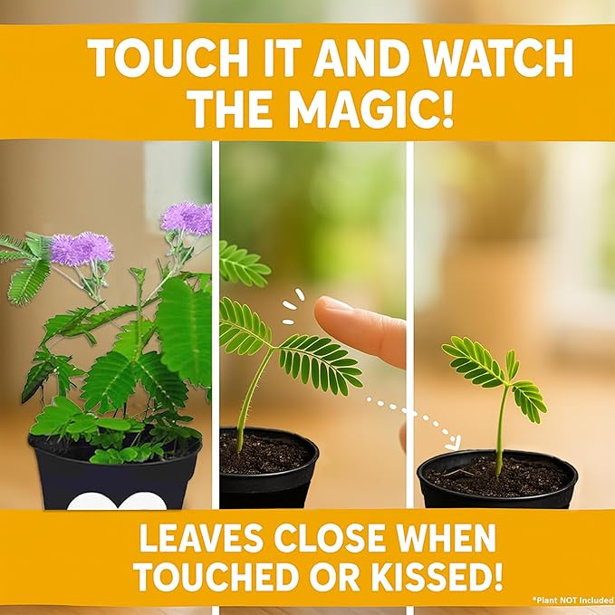 Birthday Gift for Mom – TickleMe Plant that Moves When Touched – Adult Plants Can Produce Pink Flowers – Unique Gift for Mom from Daughter, Son or Kids – Easy Indoor Grow Kit