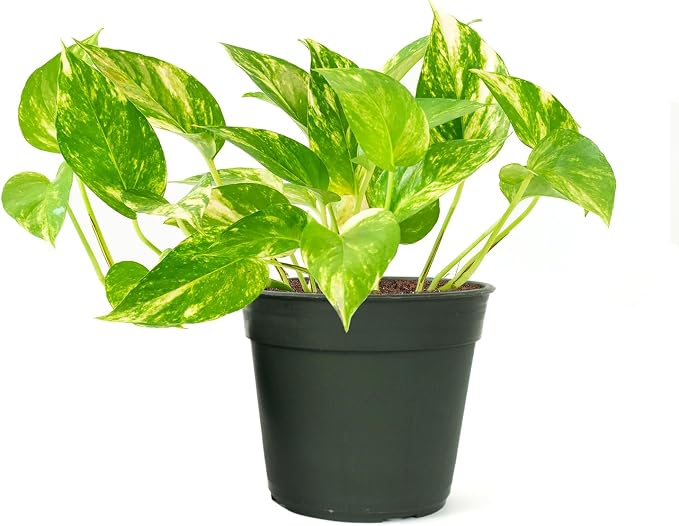 American Plant Exchange Golden Pothos 4-Inch Pot – Easy-Care Trailing Houseplant, Air-Purifying Vine for Home & Office, Low-Maintenance Indoor Plant for Hanging Baskets & Shelves